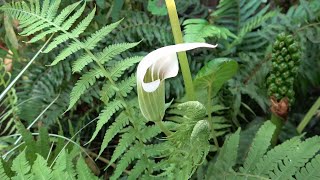 Arisaema candidissimum [upl. by Caldera]