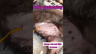 Tube cystotomy in calf urolithiasis shortscalculistone [upl. by Salinas]