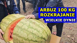 Rozkrajanie Arbuza 100 kg NIESAMOWITE Wielkie Dynie Rybki Dolnośląski Festiwal Dyni we Wrocławiu [upl. by Fancie]