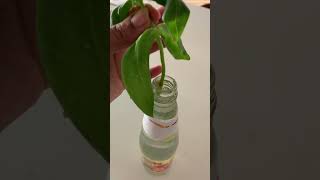 ZINNIA PLANT PROPAGATION IN WATER propagation zinnia [upl. by Suiravad780]