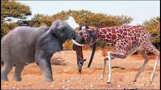 Elefante contra jirafas la batalla de los herbívoros [upl. by Prima805]