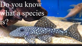 An Ichthyologists Beginners Guide to Species  What is a Species [upl. by Ethelred395]