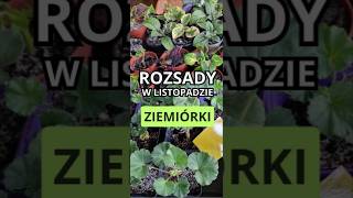 Pielęgnacja sadzonek jest szczególnie trudna przez ziemiórki kwiaty pelargonie ziemiórki [upl. by Fowler]