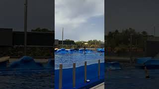 Dolphin Show Marineland Mallorca Spain Summer 2024 [upl. by Iggie]