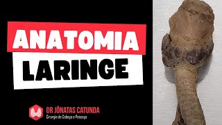 Anatomia da Laringe  Peça anatômica real [upl. by Sampson]