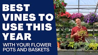 Best VINES to Use in Your Planters and Hanging Baskets  Beautiful Trailing Accents [upl. by Annahsit]