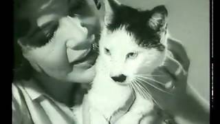 Whiskas Historical Ad Reel 1963  1995 [upl. by Ann-Marie]