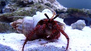 Hermit crab Dardanus Megistos [upl. by Navoj]