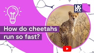 How do cheetahs run so fast  Movements of the fastest creature on earth [upl. by Yessydo]