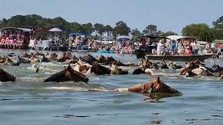 98th ANNUAL CHINCOTEAGUE PONY SWIM  July 26 2023 [upl. by Ing860]