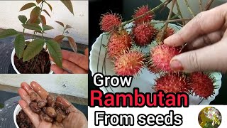 How to grow rambutan from seedsrambutan fruitlailarahmansgardeningrambutan seed engane nadam [upl. by Rriocard]