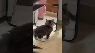 Funny cats Animals part 12 funnycats funnyvideo funnypets funnyanimals cats dog catvideos [upl. by Adyol]