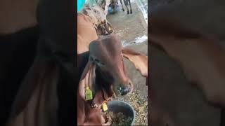 shortvideo milking animals veterinary brazil trending shorts sorts dairycalves [upl. by Nahum]