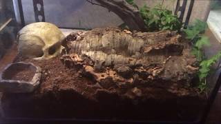 Feeding the worlds largest centipede scolopendra gigantea white leg [upl. by Ennej]