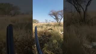 Upland hunting South Africa Swainsons spurfowl uplandhunting englishpointer [upl. by Penny623]