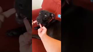 Dogs reaction to the middle finger☝️😅 Other dogs and Richard🤣 dog dogs dogshorts fun funny [upl. by Sivad]