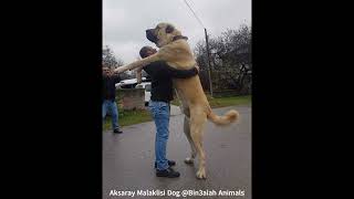 Aksaray Malaklisi Dog Bin3aiah Animals [upl. by Spoor311]