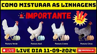 APRENDA COMO MISTURAR AS LINHAGENS DE GALINHA CAIPIRA [upl. by Nyret]