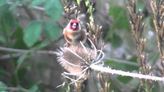 Putter  Distelvink  Goldfinch op kaardedistel  on teasel [upl. by Tala]