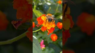 Flowers and bee flowers flower flowerbed bee nature [upl. by Zillah345]