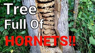 MASSIVE European Hornet Nest Inside Tree  SWARM  Wasp Nest Removal [upl. by Ynehpets831]