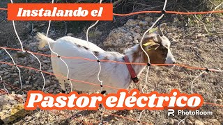 Instalamos el pastor eléctrico para que las cabras enanas puedan tener más libertad [upl. by Vasilis990]