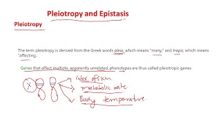 Pleiotropy and epistasis [upl. by O'Connor]