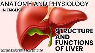 Structure an functions of LIVER  lobes of liver  the liver  why liver is so important [upl. by Welbie883]