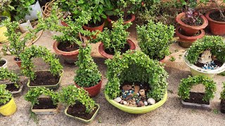 JADE PLANTS  Propagation care and tips  JADE PLANTS TOPIARY maintenance amp Tips to grow [upl. by Chapnick506]