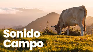 👩🏻‍🌾 EFECTO DE SONIDO Ambiente CAMPO y GRANJA 🐄 ◾ country and farm environment sound effect [upl. by Howey]