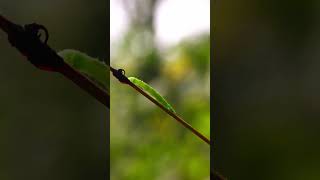 Discovering a Hidden MiniEcosystem in the Forest 🌿🦋  shorts nature plants wildlife [upl. by Guinna413]