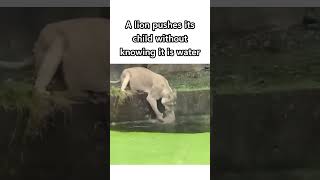 Oh My God😰Wait For End😳The Way she Saved Her child😍 cute animals viral shorts reels [upl. by Anaya590]