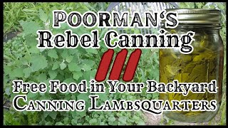 Poormans Rebel Canning 3  Free Food in Your Backyard  lambsquarters [upl. by Idhem]