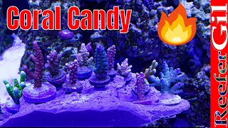 100 Gallon Saltwater Reef Aquarium Coral Overview [upl. by Eittocs]