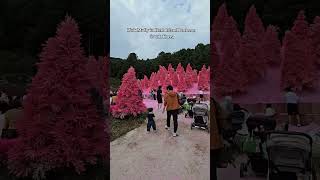 PINK MULLY in Herb Island Pocheon South Korea 🇰🇷 [upl. by Amilah]