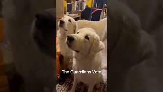 The Guardians Vote Again [upl. by Atalaya]