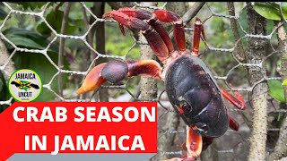 Catching Jamaican Black CRAB  jamaicauncut [upl. by Enetsuj]