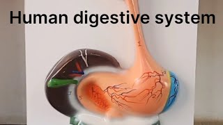 Human digestive system  Alimentary Canal [upl. by Aicitan]