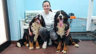 Grooming Two Bernese Mountain Dogs [upl. by Reyaht]