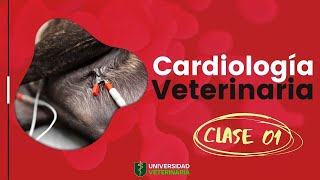 CARDIOLOGÍA VETERINARIA  CLASE 01 [upl. by Greenland]