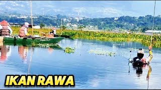 mancing mujair  ikan rawa  spot asinan rawa pening [upl. by Ikcir]