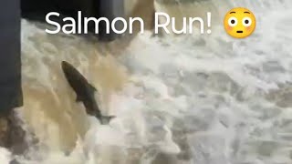 Salmon Run  Jumping on the Ladder shorts salmonrun fishing nature livestream [upl. by Oirottiv]