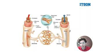 Histología Veterinaria Introducción al Sistema Cardiovascular [upl. by Etteuqaj]