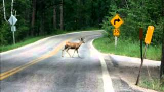 Woman calls about Deer Crossing Signs [upl. by Eeliah]