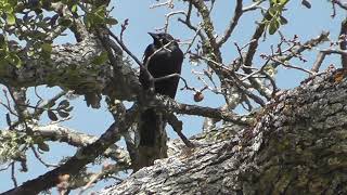 Tricolored Blackbird Song [upl. by Annod904]