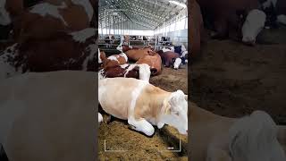 🔴 SIMMENTAL CATTLE ✅ Biggest Bulls And Cow [upl. by Llertal102]