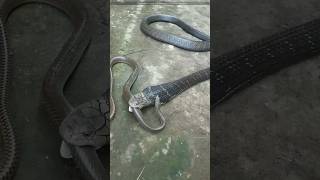 King Cobra क्यों इतना खतरनाक होता हैं 🤔🤯 By info fact News [upl. by Goodman]