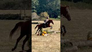 Some clips from the hunter trials equestrain horse foxhunting [upl. by Cheney]