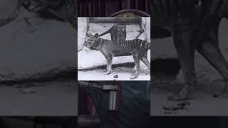 Thylacine spotted by biologist [upl. by Aihsirt]