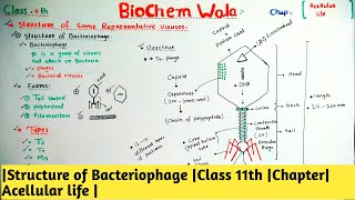 Structure of Bacteriophage Class 11th Chapter Acellular life [upl. by Lukas]